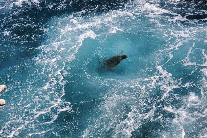 Erkunden Sie Hawaiis raue Südseite auf einer aufregenden ATV-Tour mit Lavafeldern, Küsten und Tierwelt, Foto 10 | wizardtrip