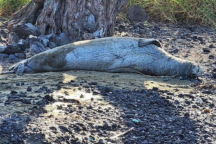 Erkunden Sie Hawaiis raue Südseite auf einer aufregenden ATV-Tour mit Lavafeldern, Küsten und Tierwelt, Foto 24 | wizardtrip