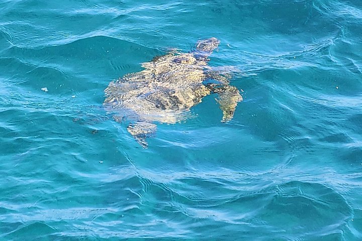 Erkunden Sie Hawaiis raue Südseite auf einer aufregenden ATV-Tour mit Lavafeldern, Küsten und Tierwelt, Foto 25 | wizardtrip
