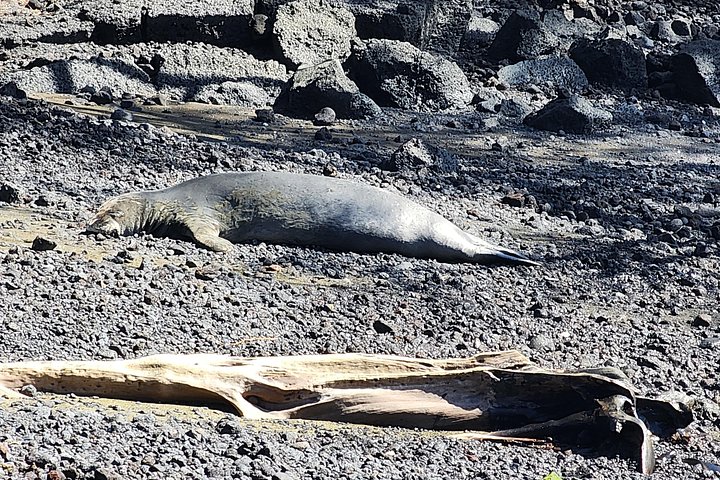 Erkunden Sie Hawaiis raue Südseite auf einer aufregenden ATV-Tour mit Lavafeldern, Küsten und Tierwelt, Foto 32 | wizardtrip