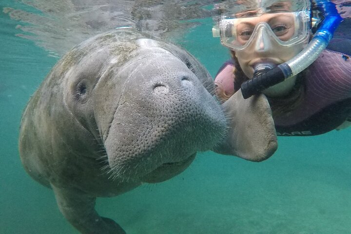 Small Group Manatee Snorkel Tour met Gids in Water en Fotograaf | wizardtrip