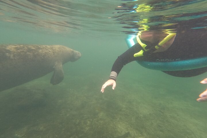 Snorkeltur med søkøer i lille gruppe i Crystal River, Florida, med guide i vandet, foto 6 | wizardtrip