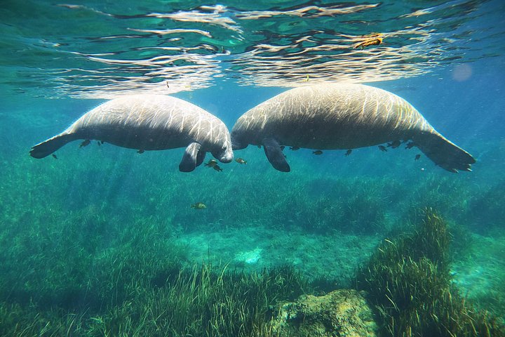 Snorkeltur med søkøer i lille gruppe i Crystal River, Florida, med guide i vandet, foto 7 | wizardtrip