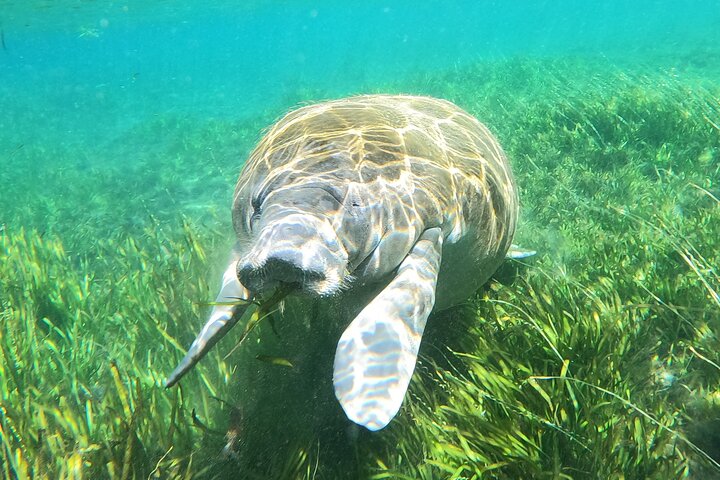 Snorkeltur med søkøer i lille gruppe i Crystal River, Florida, med guide i vandet, foto 8 | wizardtrip
