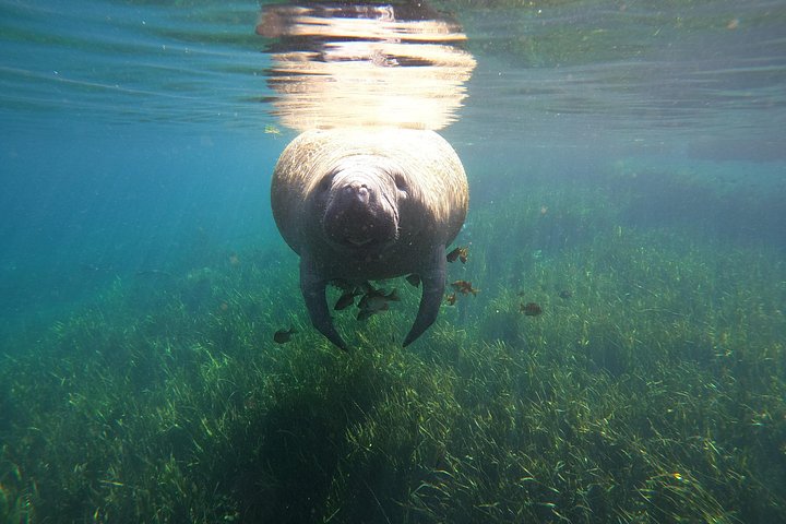 Snorkeltur med søkøer i lille gruppe i Crystal River, Florida, med guide i vandet, foto 10 | wizardtrip