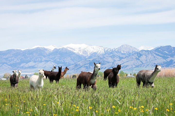 Visite de ferme d'alpagas et de lamas | wizardtrip