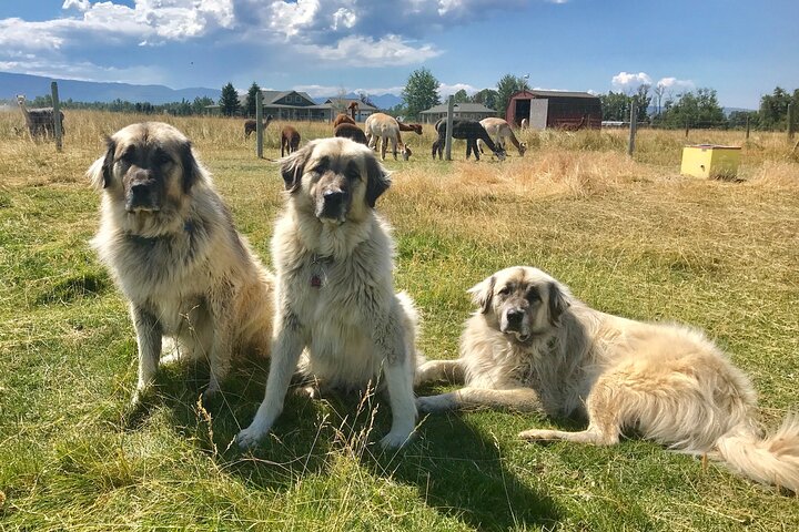 Interaktiv tur på en alpacka- och lamagård i Bozeman, Montana, med djurmöten och gårdaktiviteter, foto 6 | wizardtrip