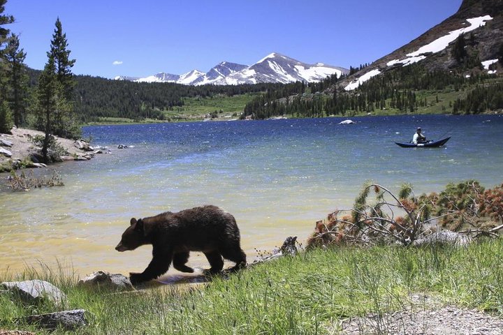 Heldagstur til Yosemite & Giant Sequoias fra San Francisco | wizardtrip