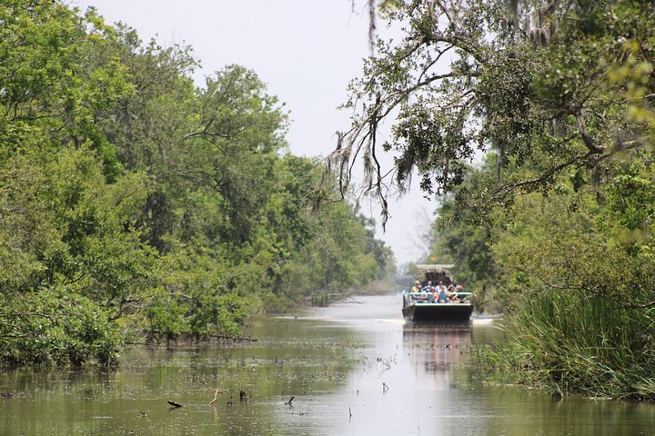Spennende airboat-tur gjennom Louisianas sumper, med dyreliv og naturskjønn utsikt, foto 6 | wizardtrip