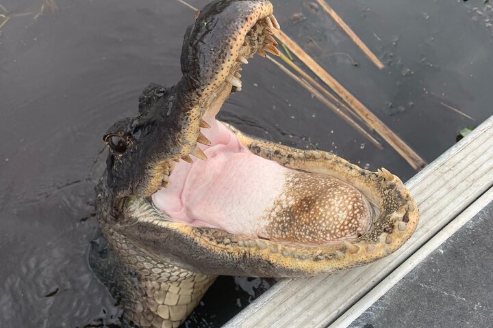 Spennende airboat-tur gjennom Louisianas sumper, med dyreliv og naturskjønn utsikt, foto 7 | wizardtrip