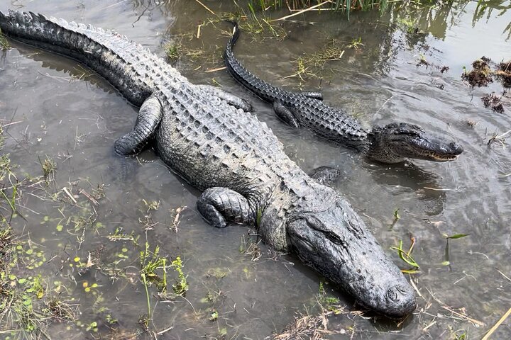 Spennende airboat-tur gjennom Louisianas sumper, med dyreliv og naturskjønn utsikt, foto 8 | wizardtrip
