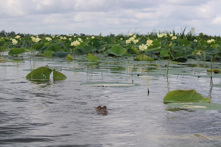 Spennende airboat-tur gjennom Louisianas sumper, med dyreliv og naturskjønn utsikt, foto 10 | wizardtrip