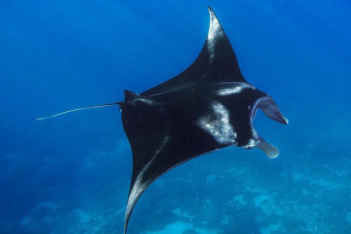Excursion d'une journée complète à Nusa Penida depuis Bali, avec snorkeling avec les raies manta et exploration terrestre, photo 11 | wizardtrip