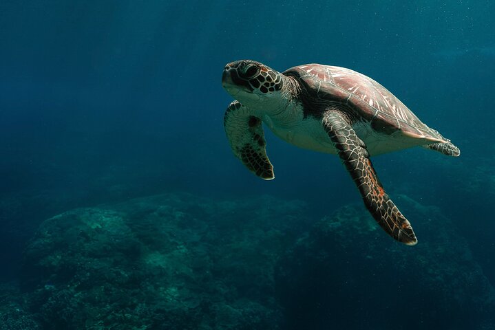 Excursion d'une journée complète à Nusa Penida depuis Bali, avec snorkeling avec les raies manta et exploration terrestre, photo 13 | wizardtrip
