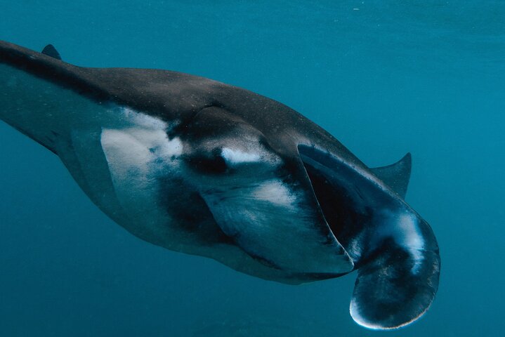 Excursion d'une journée complète à Nusa Penida depuis Bali, avec snorkeling avec les raies manta et exploration terrestre, photo 20 | wizardtrip