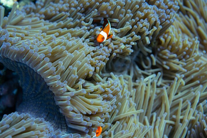 Excursion d'une journée complète à Nusa Penida depuis Bali, avec snorkeling avec les raies manta et exploration terrestre, photo 21 | wizardtrip