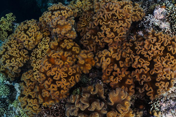 Excursion d'une journée complète à Nusa Penida depuis Bali, avec snorkeling avec les raies manta et exploration terrestre, photo 23 | wizardtrip