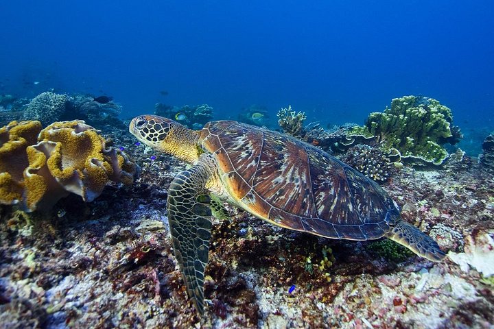 Excursion d'une journée complète à Nusa Penida depuis Bali, avec snorkeling avec les raies manta et exploration terrestre, photo 25 | wizardtrip