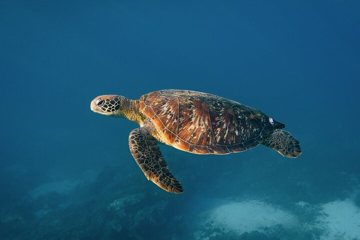 Excursion d'une journée complète à Nusa Penida depuis Bali, avec snorkeling avec les raies manta et exploration terrestre, photo 27 | wizardtrip