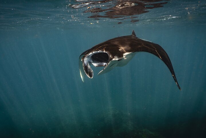 Excursion d'une journée complète à Nusa Penida depuis Bali, avec snorkeling avec les raies manta et exploration terrestre, photo 28 | wizardtrip