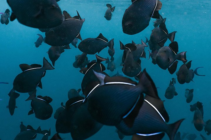 Excursion d'une journée complète à Nusa Penida depuis Bali, avec snorkeling avec les raies manta et exploration terrestre, photo 32 | wizardtrip