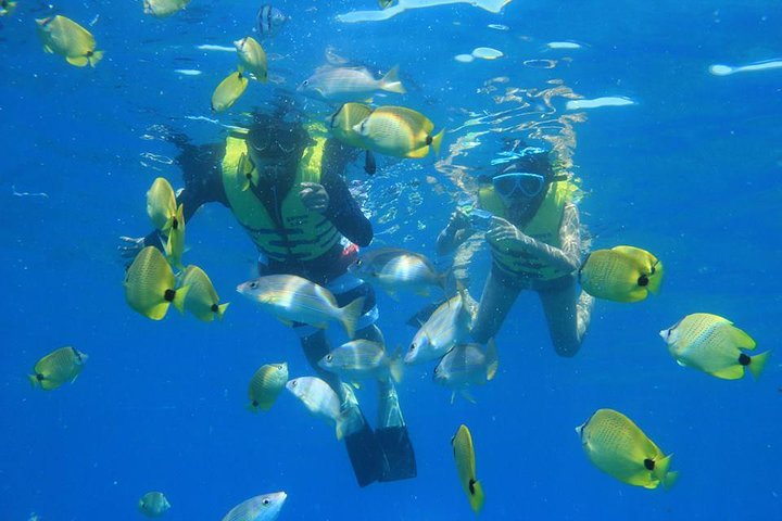 Desfrute de um passeio de catamarã e aventura de snorkel na costa de Oahu, com vistas deslumbrantes e vida marinha, foto 9 | wizardtrip