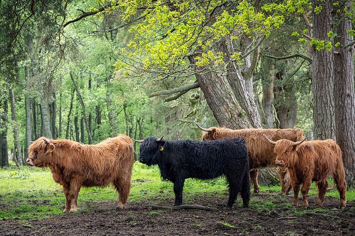 Tour privado explorando lagos, castelos e vacas das Terras Altas das Terras Altas da Escócia a partir de Edimburgo, foto 11 | wizardtrip