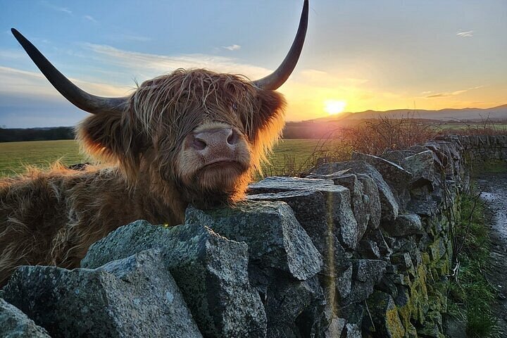 Tour privado explorando lagos, castelos e vacas das Terras Altas das Terras Altas da Escócia a partir de Edimburgo, foto 12 | wizardtrip