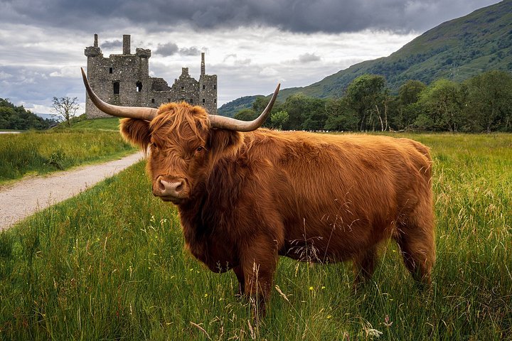 Tour privado explorando lagos, castelos e vacas das Terras Altas das Terras Altas da Escócia a partir de Edimburgo, foto 13 | wizardtrip