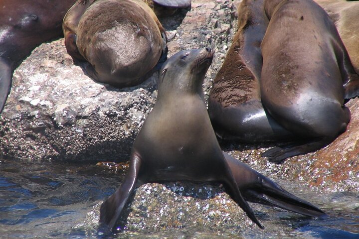 Hvalkikkingstur i Monterey Bay, California, med mangfoldig marint liv og komfortable båter, foto 6 | wizardtrip