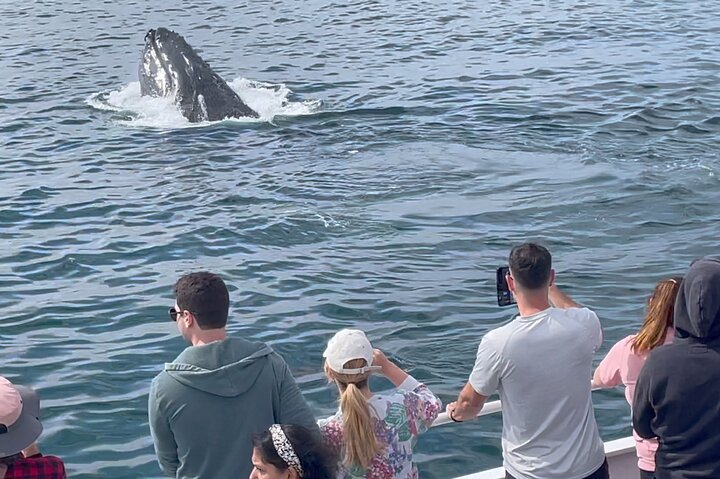 Hvalkikkingstur i Monterey Bay, California, med mangfoldig marint liv og komfortable båter, foto 7 | wizardtrip