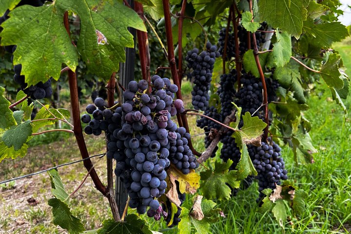 Vinsmakingstur for små grupper i Barolo, Alba og Piemonte-åsene fra Milano, foto 8 | wizardtrip