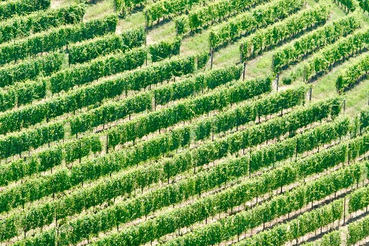Vinsmakingstur for små grupper i Barolo, Alba og Piemonte-åsene fra Milano, foto 12 | wizardtrip