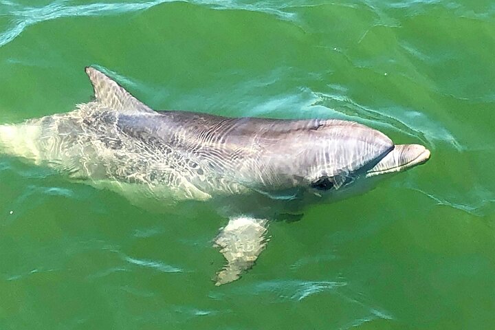 A scenic boat cruise in Port Adelaide, Australia, showcasing dolphins and historic shipwrecks, photo 7 | wizardtrip