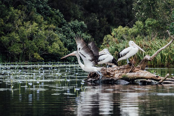 Naturskön flodkryssning genom Australiens unika Everglades-ekosystem i Noosa, foto 6 | wizardtrip