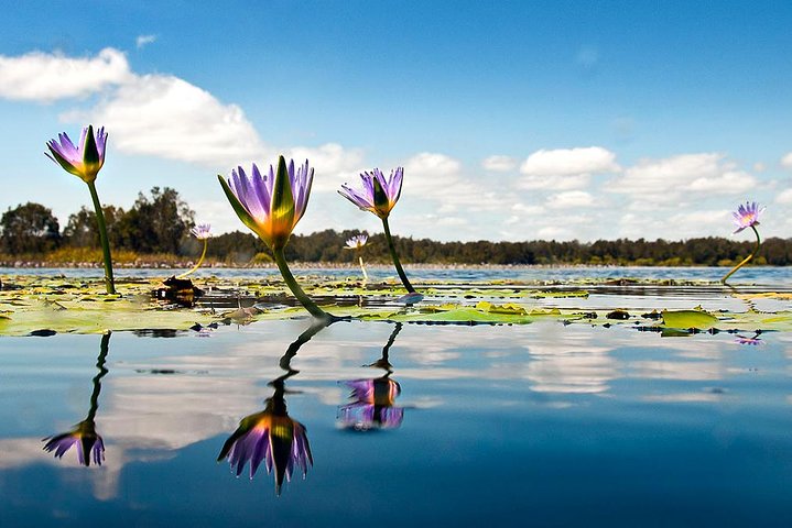 Naturskön flodkryssning genom Australiens unika Everglades-ekosystem i Noosa, foto 7 | wizardtrip