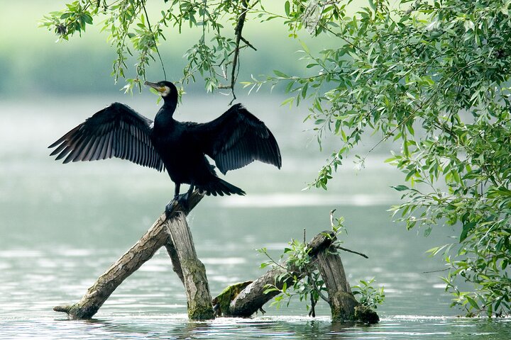 Naturskön flodkryssning genom Australiens unika Everglades-ekosystem i Noosa, foto 8 | wizardtrip