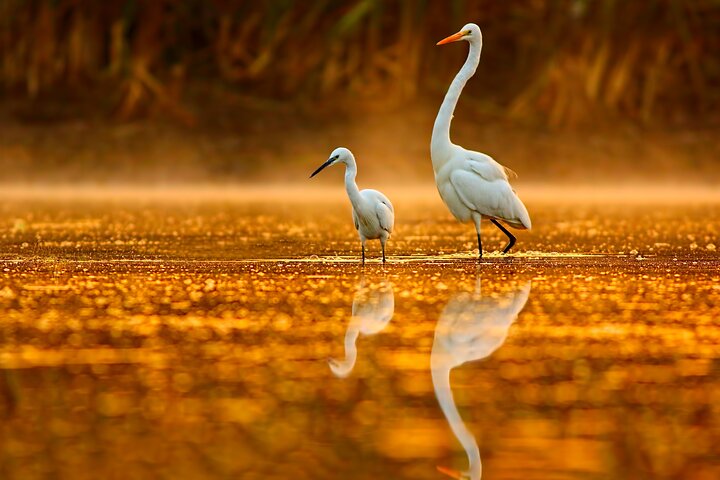 Naturskön flodkryssning genom Australiens unika Everglades-ekosystem i Noosa, foto 9 | wizardtrip