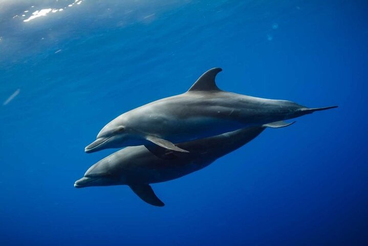 Excursión de snorkel y avistamiento de delfines alrededor de la isla Mnemba, Tanzania, con vibrante vida marina y aguas turquesas, foto 6 | wizardtrip
