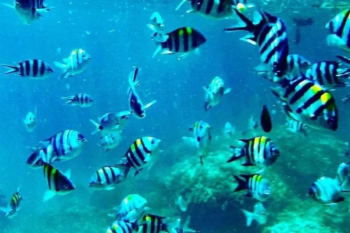 Excursión de snorkel y avistamiento de delfines alrededor de la isla Mnemba, Tanzania, con vibrante vida marina y aguas turquesas, foto 11 | wizardtrip