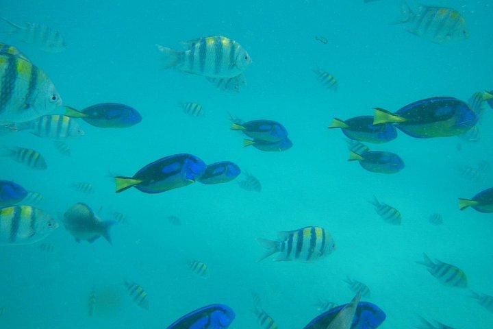 Excursión de snorkel y avistamiento de delfines alrededor de la isla Mnemba, Tanzania, con vibrante vida marina y aguas turquesas, foto 12 | wizardtrip