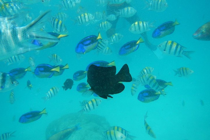 Excursión de snorkel y avistamiento de delfines alrededor de la isla Mnemba, Tanzania, con vibrante vida marina y aguas turquesas, foto 13 | wizardtrip