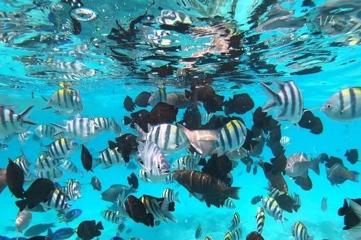 Excursión de snorkel y avistamiento de delfines alrededor de la isla Mnemba, Tanzania, con vibrante vida marina y aguas turquesas, foto 16 | wizardtrip