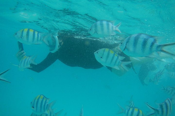 Excursión de snorkel y avistamiento de delfines alrededor de la isla Mnemba, Tanzania, con vibrante vida marina y aguas turquesas, foto 17 | wizardtrip