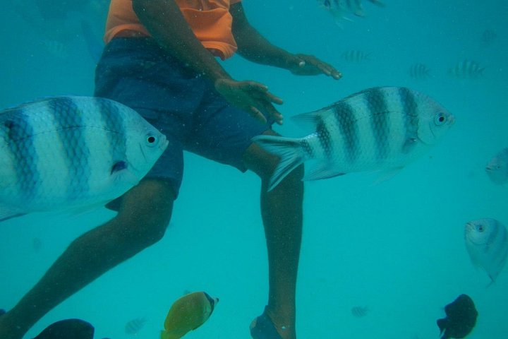 Excursión de snorkel y avistamiento de delfines alrededor de la isla Mnemba, Tanzania, con vibrante vida marina y aguas turquesas, foto 20 | wizardtrip