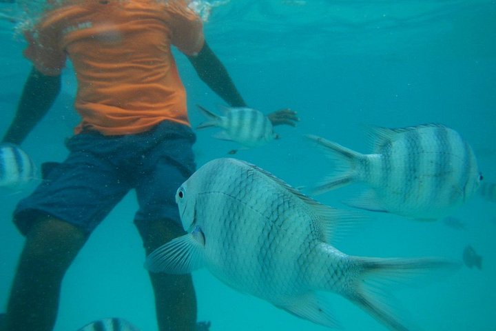 Excursión de snorkel y avistamiento de delfines alrededor de la isla Mnemba, Tanzania, con vibrante vida marina y aguas turquesas, foto 22 | wizardtrip