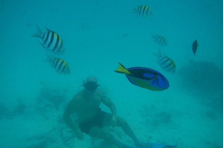 Excursión de snorkel y avistamiento de delfines alrededor de la isla Mnemba, Tanzania, con vibrante vida marina y aguas turquesas, foto 23 | wizardtrip