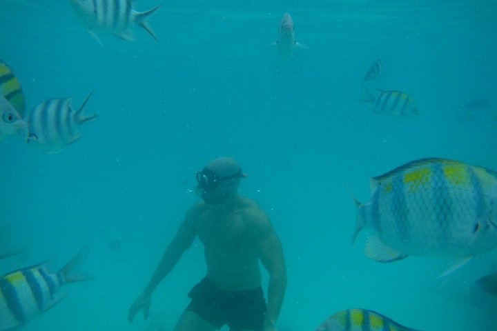 Excursión de snorkel y avistamiento de delfines alrededor de la isla Mnemba, Tanzania, con vibrante vida marina y aguas turquesas, foto 24 | wizardtrip