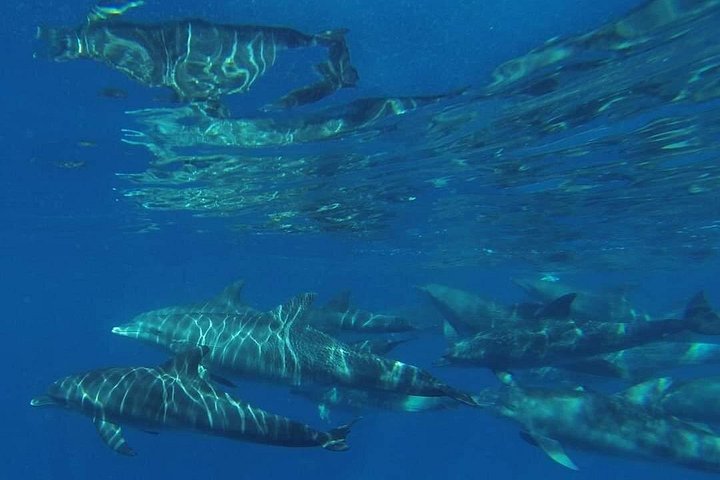 Excursión de snorkel y avistamiento de delfines alrededor de la isla Mnemba, Tanzania, con vibrante vida marina y aguas turquesas, foto 25 | wizardtrip