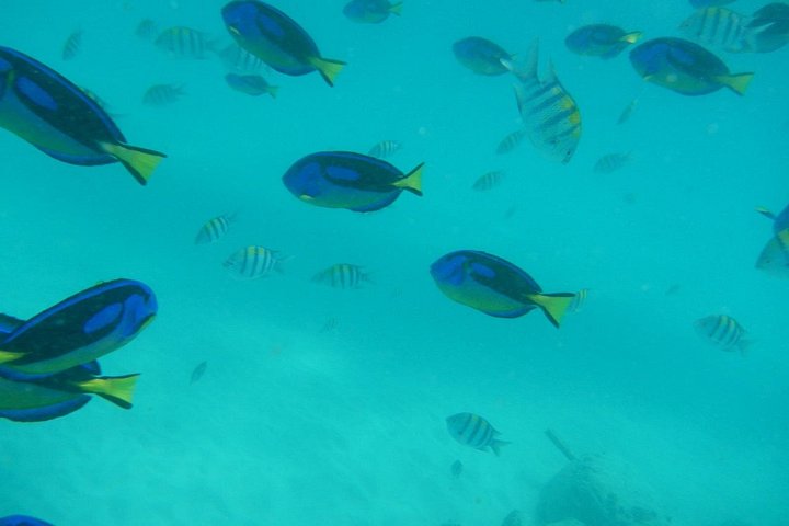Excursión de snorkel y avistamiento de delfines alrededor de la isla Mnemba, Tanzania, con vibrante vida marina y aguas turquesas, foto 26 | wizardtrip